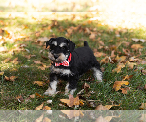 Schnauzer (Miniature) Puppy for sale in NAPPANEE, IN, USA