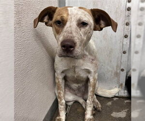 Border Collie-Unknown Mix Dogs for adoption in Stockton, CA, USA