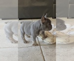 Small #2 French Bulldog