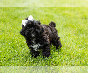 Shih-Poo Puppy for sale in NAPPANEE, IN, USA