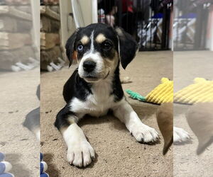 Mutt Dogs for adoption in Ball Ground, GA, USA