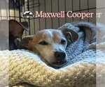 Small Photo #4 Chiweenie Puppy For Sale in San Antonio, TX, USA