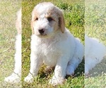 Small Photo #12 Goldendoodle Puppy For Sale in TARBORO, NC, USA