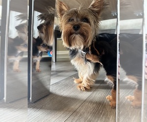 Mother of the Yorkshire Terrier puppies born on 06/09/2025