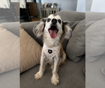 Small #2 Cocker Spaniel-Papillon Mix