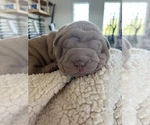 Small Photo #4 Chinese Shar-Pei Puppy For Sale in KENNEWICK, WA, USA