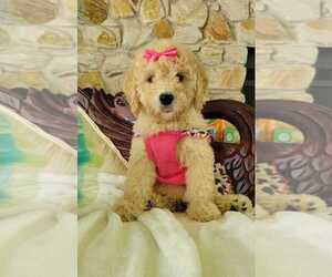 Goldendoodle Puppy for sale in KISSIMMEE, FL, USA