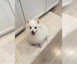 Small American Eskimo Dog