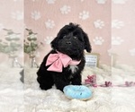 Small #4 Bernedoodle (Miniature)