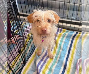 Mutt Dogs for adoption in Chico, CA, USA