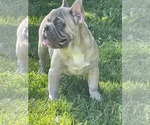 Small #2 French Bulldog