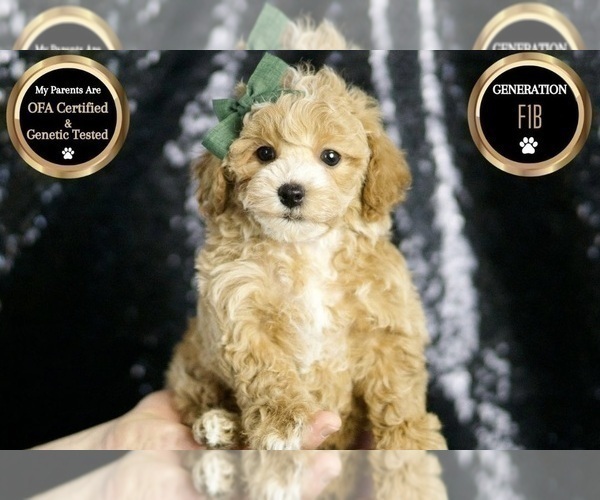 Medium Photo #1 Maltipoo Puppy For Sale in WARSAW, IN, USA