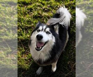Siberian Husky Dogs for adoption in Derwood, MD, USA