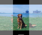 Small #4 Golden Retriever
