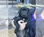 Small #2 German Shorthaired Lab