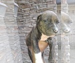 Small #3 American Bully