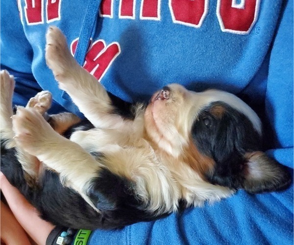 Medium Photo #7 Miniature Bernedoodle Puppy For Sale in LEETONIA, OH, USA