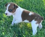 Small Photo #5 Rat Terrier Puppy For Sale in UNION, IA, USA