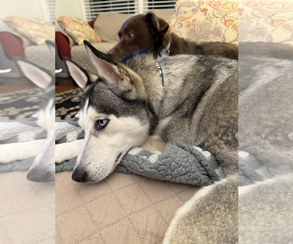 Medium Photo #3 Siberian Husky-Unknown Mix Puppy For Sale in Rockville, MD, USA
