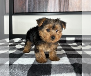 Yorkshire Terrier Puppy for sale in FRANKLIN, IN, USA