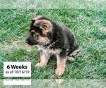 Small Photo #4 German Shepherd Dog Puppy For Sale in WESTCLIFFE, CO, USA