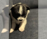 Puppy Puppy 1 Pomeranian