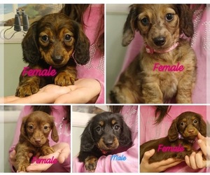 Dachshund Puppy for sale in PEABODY, MA, USA