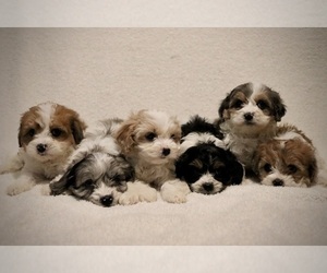 Cavapoo Litter for sale in WEST SALEM, OH, USA