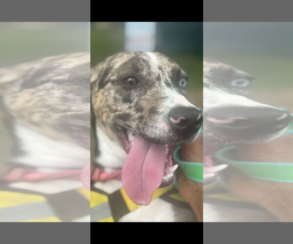 Medium Photo #2 Catahoula Leopard Dog-Unknown Mix Puppy For Sale in NYC, NY, USA
