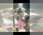 Small #1 Catahoula Leopard Dog Mix