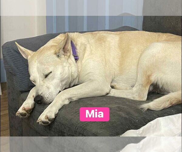 Medium Photo #8 Labrador Retriever-Unknown Mix Puppy For Sale in Alexander, AR, USA