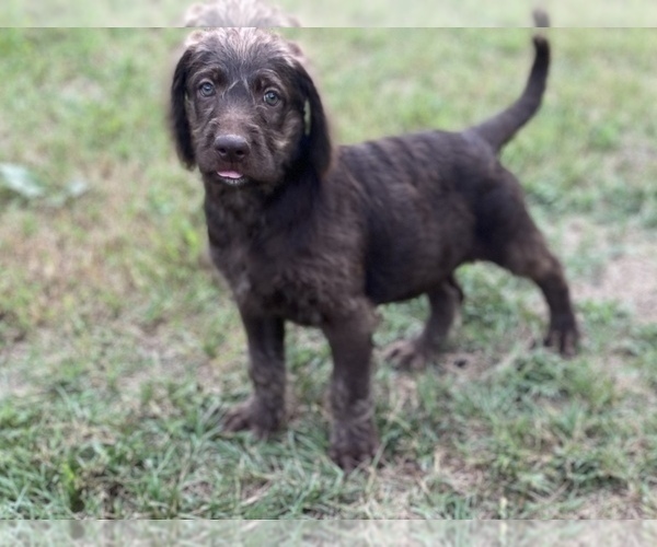 Medium Photo #1 Goldendoodle Puppy For Sale in CANON, GA, USA