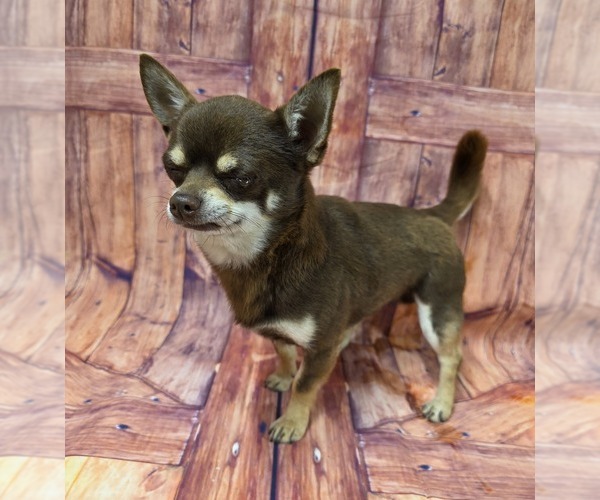 Medium Photo #1 Chihuahua Puppy For Sale in HOMERVILLE, GA, USA