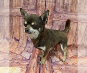 Father of the Chihuahua puppies born on 08/01/2025