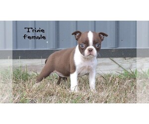 Boston Terrier Puppy for sale in CLARE, MI, USA