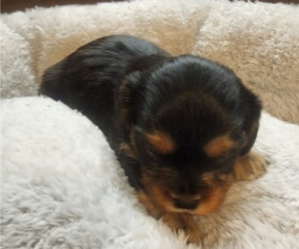 Medium Photo #30 Aussalier Puppy For Sale in ATHOL, ID, USA