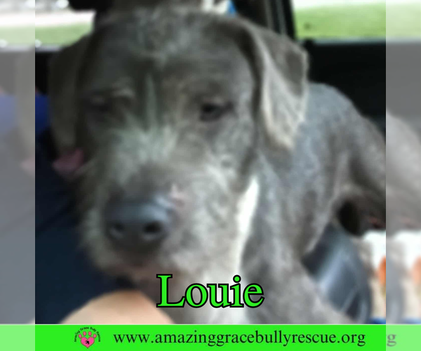 Medium Photo #6 American Bulldog-Unknown Mix Puppy For Sale in Pensacola, FL, USA