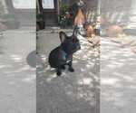 Small #2 French Bulldog