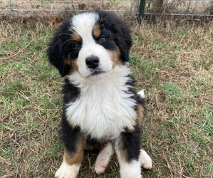 Bernese Mountain Dog Puppy for sale in GAY, GA, USA