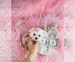 Small #7 Maltese