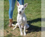 Small #3 Australian Shepherd-German Shepherd Dog Mix