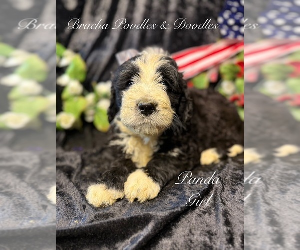 Medium Photo #5 Golden Mountain Doodle  Puppy For Sale in SAINT CLOUD, MN, USA