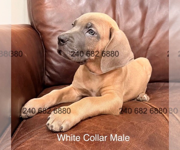 Medium Photo #3 Cane Corso Puppy For Sale in LA PLATA, MD, USA