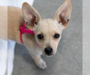 Wapoo Dogs for adoption in San Diego, CA, USA