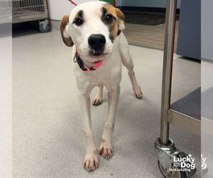 Honey - Female Labrador Retriever-Unknown Mix Dog for Adoption - Photo #2