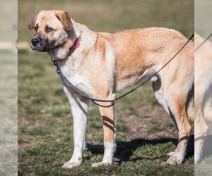 Buck - Male Anatolian Shepherd-Unknown Mix Dog for Adoption - Photo #2