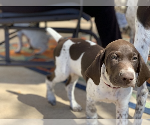 Medium Photo #1 German Shorthaired Pointer Puppy For Sale in BELTON, TX, USA