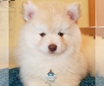 Small Photo #1 Pomeranian-Pomsky Mix Puppy For Sale in RAMSEY, MN, USA