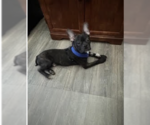 Small #2 Boston Terrier Mix
