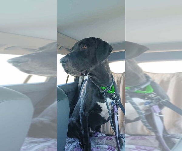 Medium Photo #1 Great Dane-Labrador Retriever Mix Puppy For Sale in Bullard, TX, USA